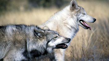 حديقة الحيوان البريطانية تطلق النار على القطيع من الذئاب لأنها تهاجم بعضها البعض