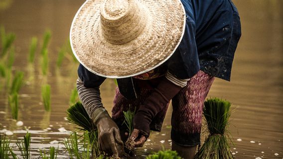 Impor Jadi Faktor Utama Naiknya Peringkat Ketahanan Pangan Indonesia