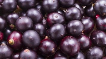 Canadian Scientists Research Acai Berry To Prevent COVID-19