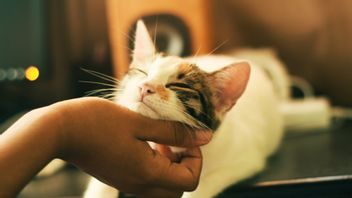 حفظ القطط، وفقا لدراسات قادرة على دعم تنمية المهارات الاجتماعية للأطفال المصابين بالتوحد