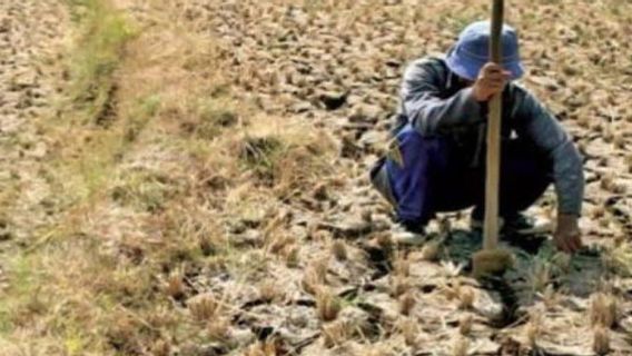 Dampak Kekeringan, 602 Hektare Sawah di Cilacap Krisis Air