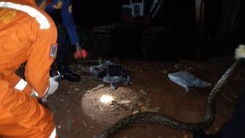 役員はジャガカルサ住民の家から3.5メートルのニシキヘビを正常に避難させる