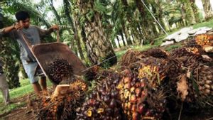 Palm Oil Industry Becomes A Peak Eye Of 20.8 Million Indonesians
