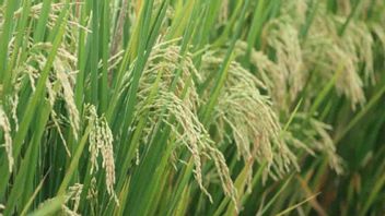 洪水によって制約されていたデマックハーベストは、500,000トン以上の乾燥穀物を収穫しました