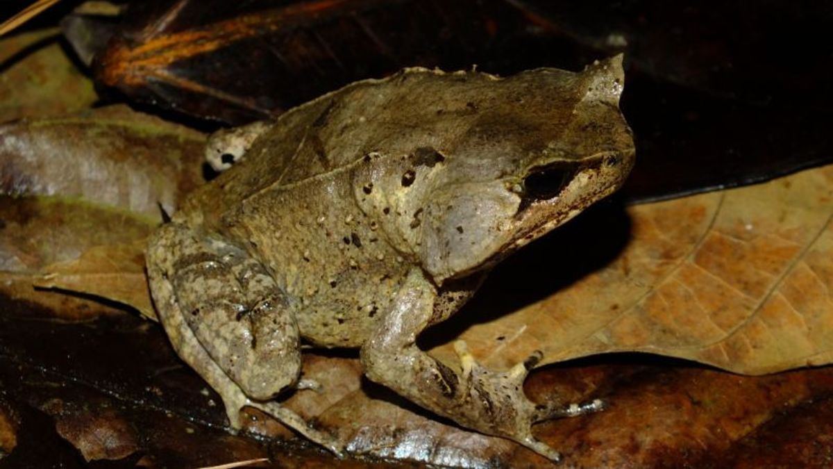 Good News, BRIN Researchers Successfully Identify 2 New Species Of Horned Frogs On The Island Of Sumatra