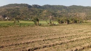 Masuk Kemarau, 500 Ribu Pompa Air Disediakan Pemda Bantu Petani di Bantul