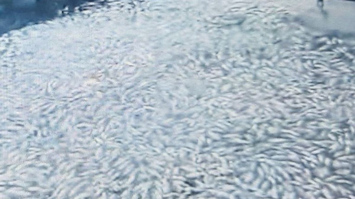 Ikan Danau Maninjau Mati Capai 8 Ton Dampak Hujan dan Angin Kencang