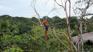 Ilmuwan Sebut 10 Ribu Spesies Tumbuhan dan Hewan Terancam Punah di Amazon