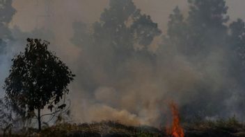 Le Personnel Du BPBD Du Kalimantan Central Meurt De La Fatigue En Luttant Contre Les Incendies De Forêt Et De Terre