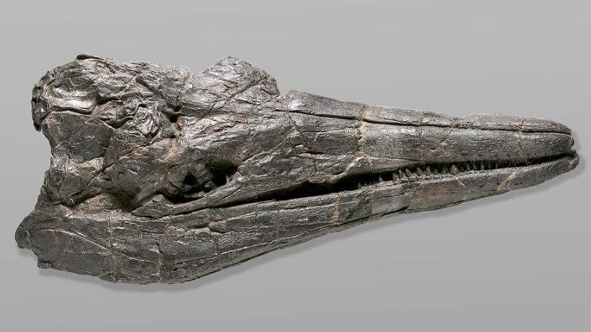 巨大な海洋爬虫類の頭蓋骨の発見は、進化の速度の新しい理論を明らかにする