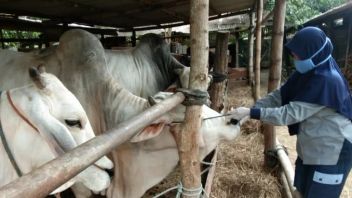 Dharma Jaya Opens Sales Of Sacrificial Animals, This Is The Price