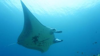 Minister Of KKP Susi Pudjiastuti Affirms Pari Manta Animals Protected In Today's Memory, November 26, 2016