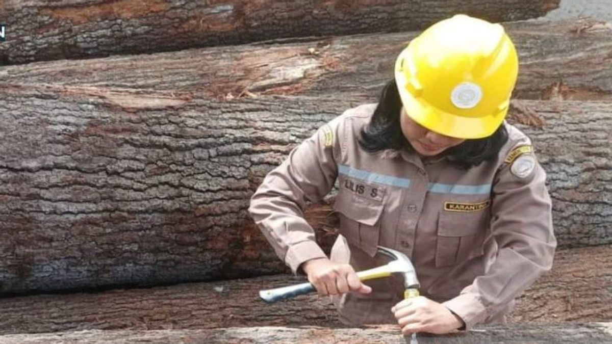 284 Gelondongan Wood from AS Masuk Kalsel,检疫中心检查昆虫干扰的可能性