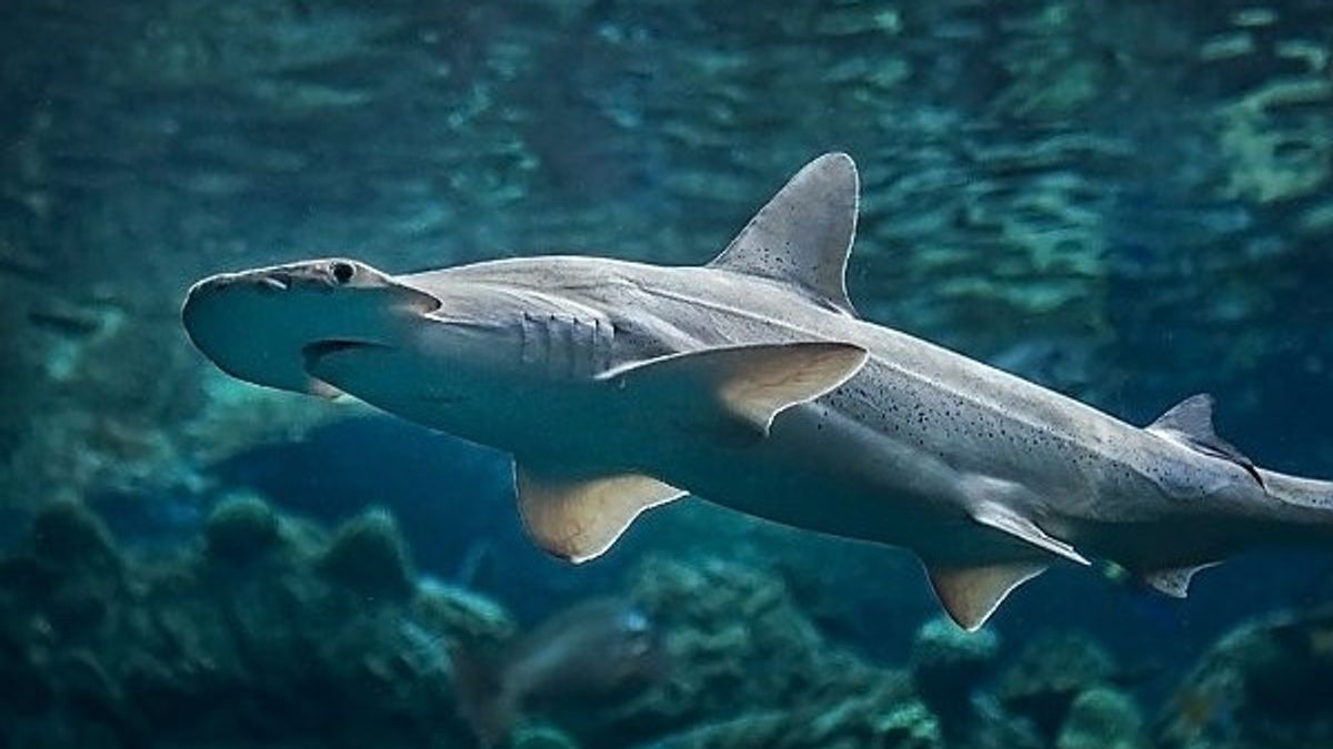 Effectuant Régulièrement Une Migration Annuelle, Les Scientifiques Appellent Les Requins Ont Un « GPS » Pour Naviguer Sur Les Océans