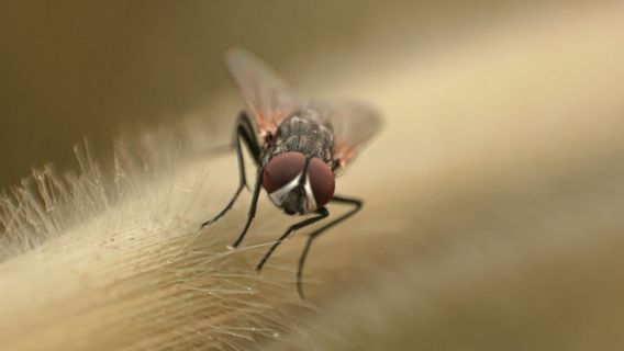 DBD cases in Jakarta increase early 2026, DPRD Soroti Performance and Preparedness Jumantik