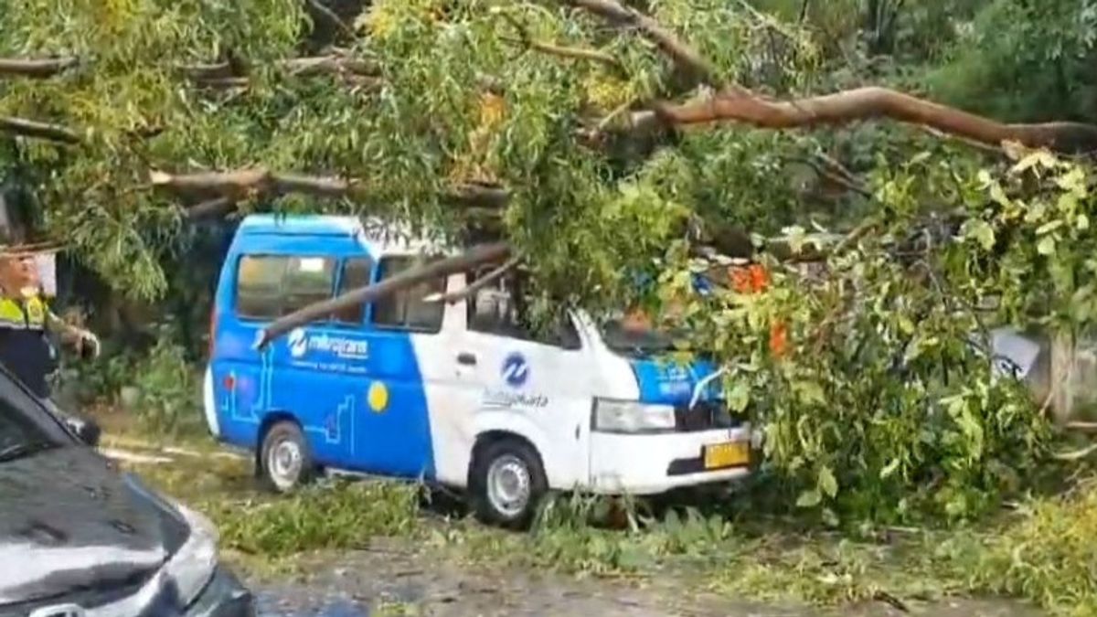 L’arbre d’Akasia Timpa JakLingko à Cakung, un conducteur piégé ne peut pas sortir