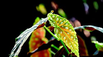 5 Plants Predicted to be Popular in 2026, What are They?