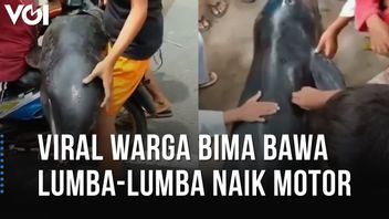 视频： 病毒公民带海豚骑摩托车吃