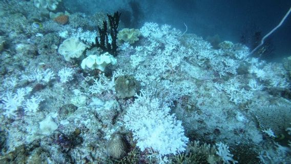 Sebagian Terumbu Karang di Perairan Raja Ampat Memutih, Kenapa?