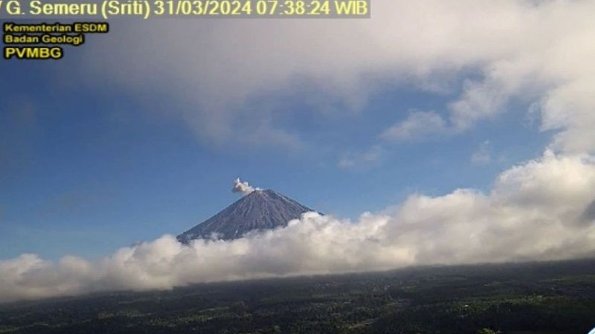 Kembali Erupsi, Gunung Semeru Lontarkan Abu Vulkanik Setinggi 600 Meter