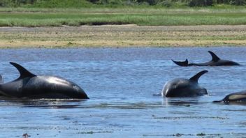 数百只海豚搁浅在马萨诸塞州贝伦布尔海滩,救援队与时间赛跑