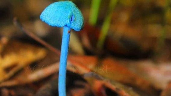 莫罗瓦利自然保护区珍稀蓝真菌居民的美