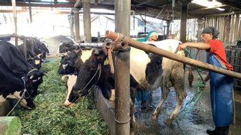 ベリトゥンでFMDに曝露した牛10頭中6頭が治癒と宣言
