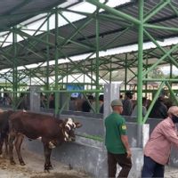 Cegah Penyakit Mulut dan Kuku, Pemkab Gunung Kidul Perketat Keluar Masuk Hewan Ternak