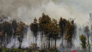 Lahan Gambut Seluas 5 Hektare di Belitung Terbakar 