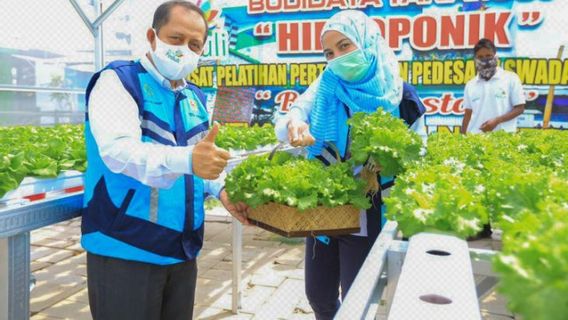 PLN Ajak Tingkatkan Produktivitas Tanaman Hidopronik di Maluku Utara Menggunakan Sinar UV