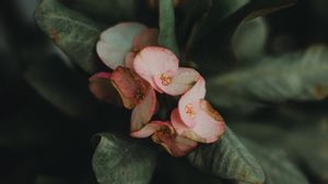 7 Jenis Tanaman Sukulen yang Menarik Hewan Polinator, Euphorbia Paling Favorit