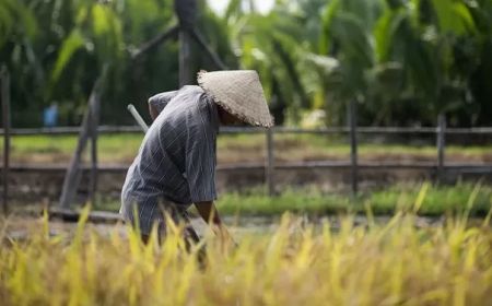 Distan Sebut Stok Pupuk di Lombok Tengah Aman Imbas Musim Tanam Mundur