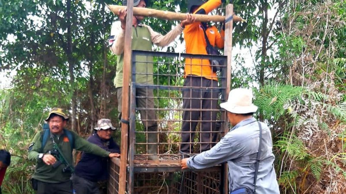 Riau BKSDA Center Responds To The Finding Of Incoming Tigers In Teluk Lanus Village: Install An Aircraft And 3 Monitoring Cameras