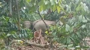 野生大象团伙破坏了西楠榜居民拥有的咖啡花园