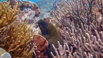 Determination Of Karang Reef Conservation Area On Wediombo Beach DIY Waits For KKP Verification