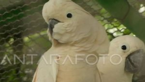 KKI Collaborates With Various Parties To Prevent Kakatua Hunting In Maluku