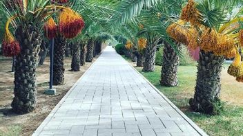 Date Palm in Indonesia: Can it Live, Bear Fruit, and Have a Garden?