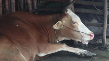 凶報！ロンボク島中部の何百頭もの牛がPMK陽性で、症例は2つの小地区で広がっています