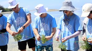 与雅加达红树林环境护理社区一起种植海藻,真正的证据支持海洋生态系统的恢复
