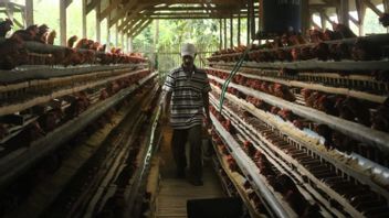 After Losing Rp1-2 Million Per Day, The Increase Of Chicken Eggs' Price Is Expected To Be Able To Cover The Farmers' Losses