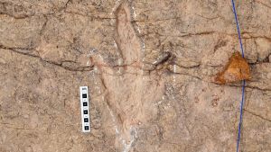 Ilmuwan Dokumentasikan Lebih dari 16.000 Jejak Kaki Dinosaurus di Carreras Pampas