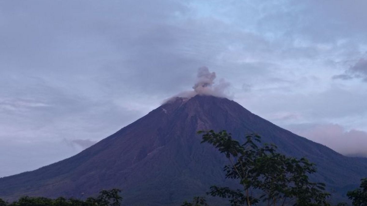 Gunung Semeru Muntahkan Abu Erupsi 700 Meter