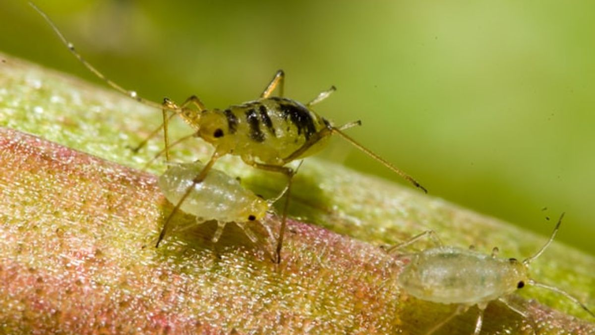 Plants At Home Damaged By Aphids? Here's How To Get Rid Of It