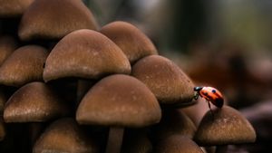 Penyidik Ditresnarkoba Polda NTB Diduga Peras Tersangka Peredaran Mushroom, Kasusnya Diusut Propam