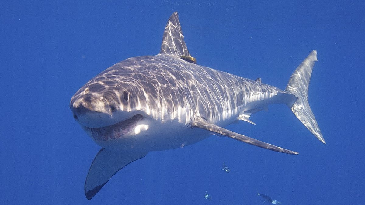 海洋中强悍的捕食者：白鲨也可以成群结队地一起狩猎