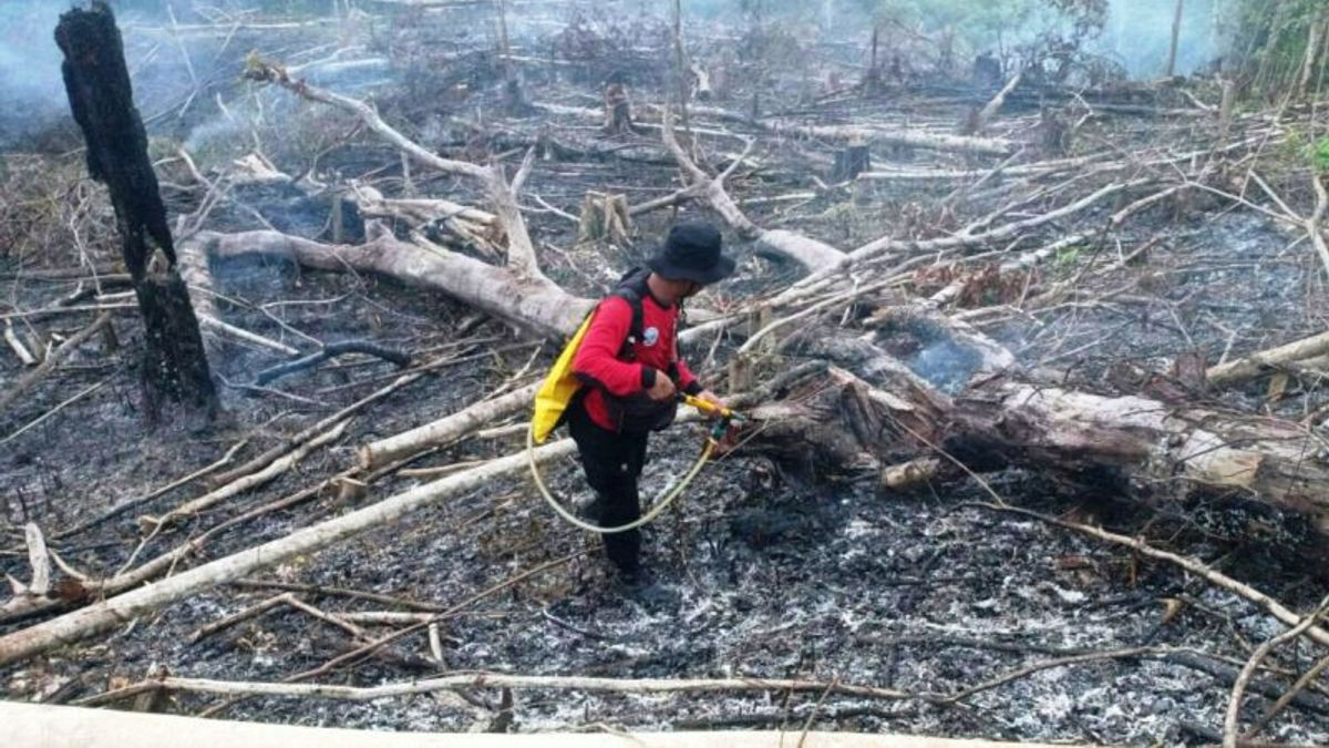 Struck By Lightning, 29 Hectares Of Forest Land On Mount Pandemic, East Java Burned Out