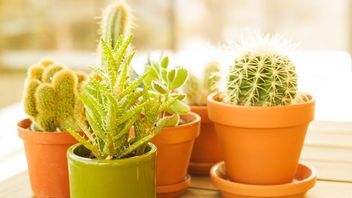 5強力な観葉植物は、ストレスを排除するのに役立ちます