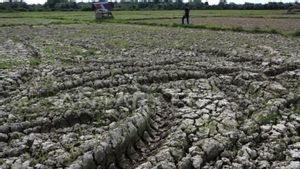 Punya Banyak Sumber Air, BSIP Perkirakan Pertanian di Jabar Tak Terlalu Terdampak El Nino