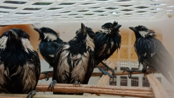 ランプンBKSDAはスマトラからの2,960羽の野鳥の密輸を阻止します