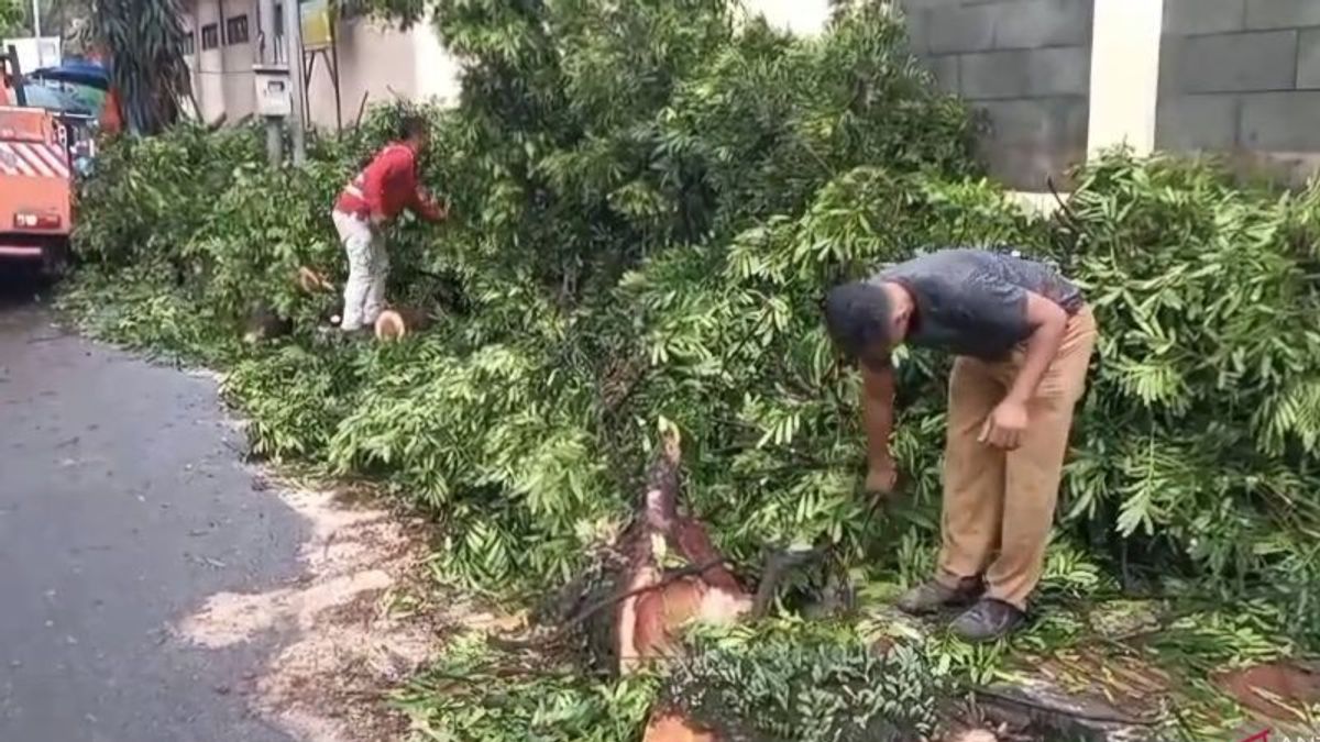 Pohon Tumbang di Cimahi, BPBD: Tidak Ada Korban Jiwa
